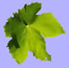 feuille vigne